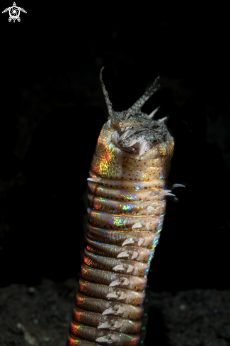 A Bobbit worm