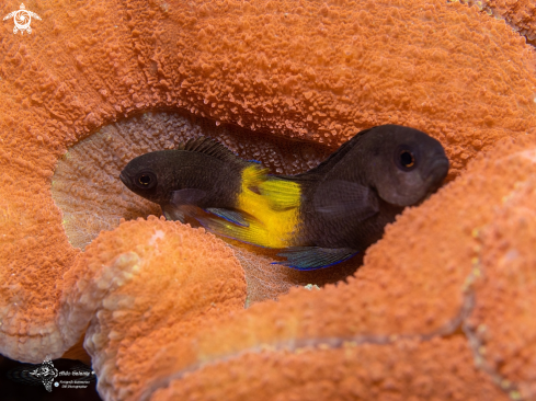 A Damselfish