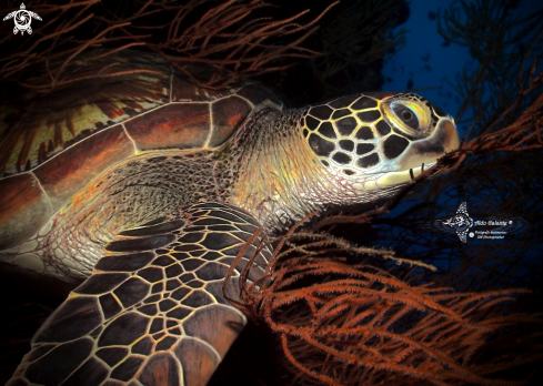 A Chelonia mydas (Linnaeus, 1758) | Green Turtle 