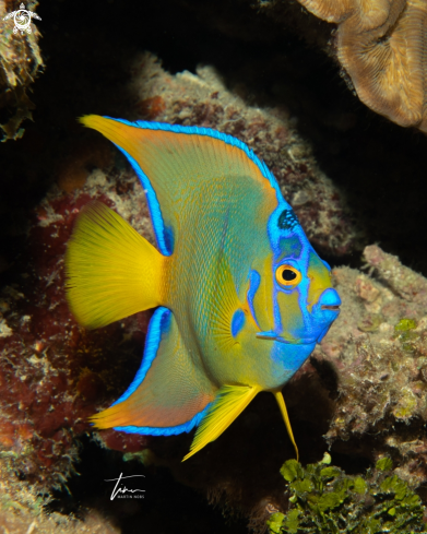 A Holacanthus ciliaris | Queen Angelfish