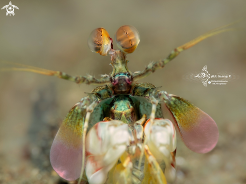 A Mantis Shrimp