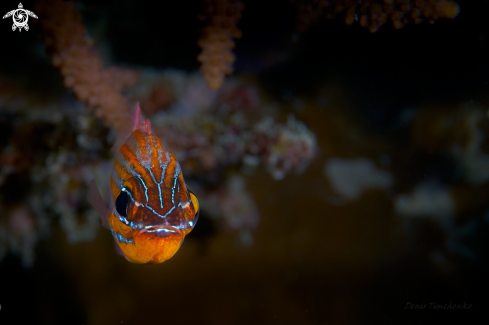 A  cardinalfish