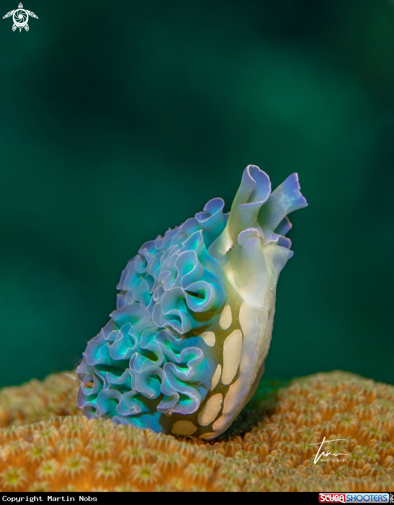 A Lettuce  sea slug