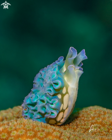 A Lettuce  sea slug