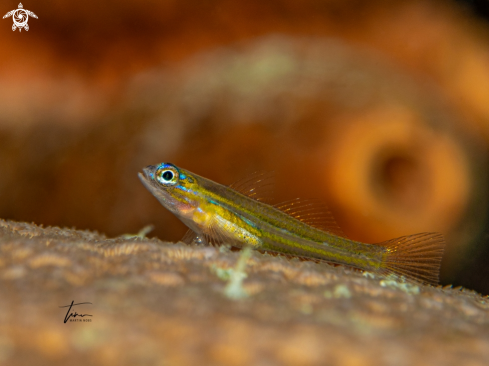 A Coryphopterus lipernes | Peppermint Goby