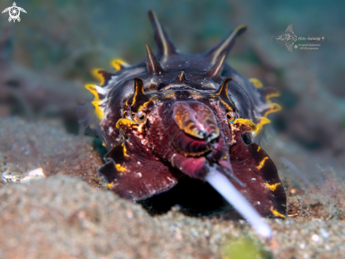 A Metasepia pfefferi (Hoyle, 1885) | Flamboyant Cuttlefish 