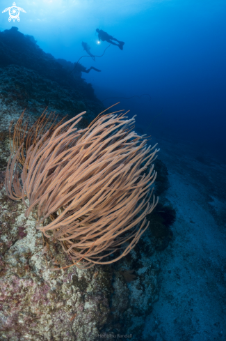 A softcoral