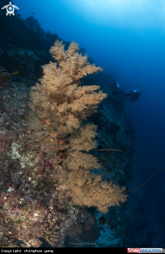 A softcoral