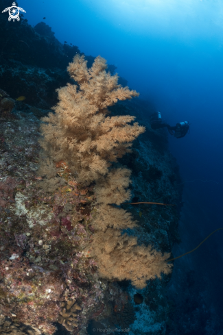 A softcoral