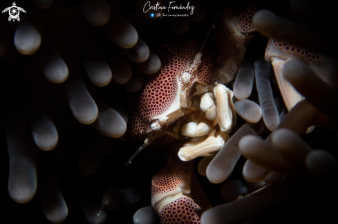 A  Neopetrolisthes maculatus  | Porcelain crab
