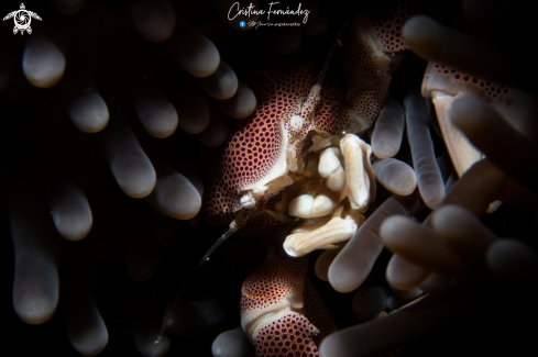 A Porcelain crab