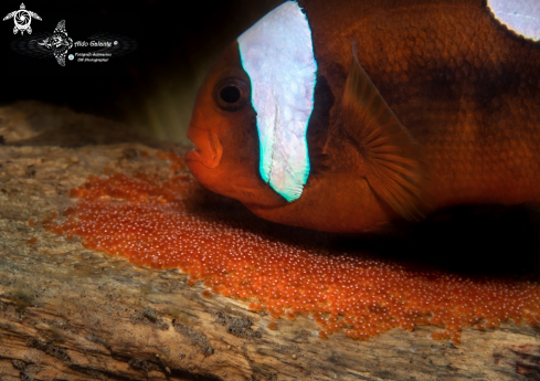 A Amphiprion polymnus (Linnaeus, 1758)  | Saddleback Clownfish