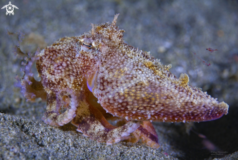 A Octopus baby