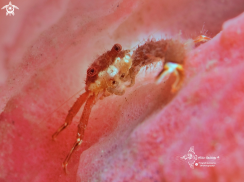 A Porcelain Crab (10 - 15 mm)