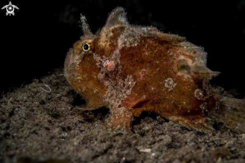 A Spotfin frogfish | Antennatus nummifer