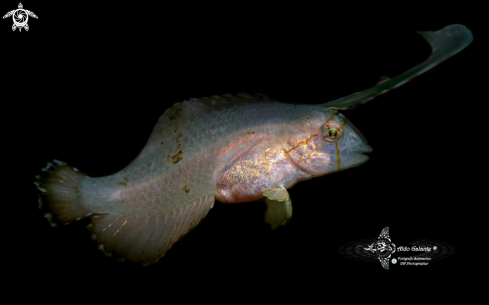 A Peacock Razorfish