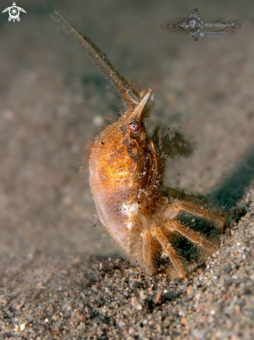 A Gomeza bicornis Gray, 1831 | Two-Horned Gomeza 