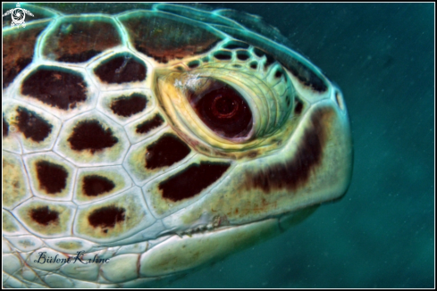 A Caretta