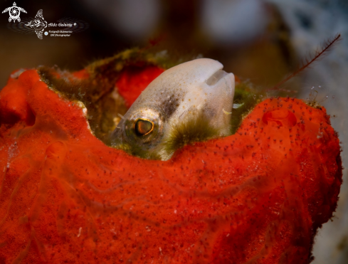 A Petroscirtes breviceps (Valenciennes, 1836) | Short Headed Blenny