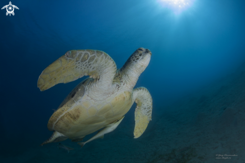 A Chelonia mydas | For air