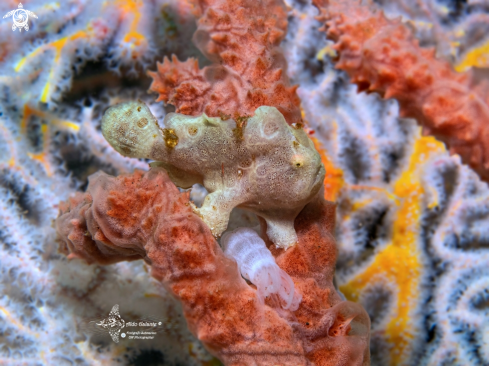 A Antennarius pictus (Shaw, 1794)  | Frogfish