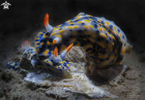 A Hypselodoris infucata | Hypselodoris infucata