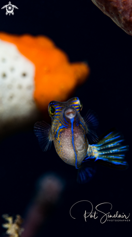 A sharpnosed puffer