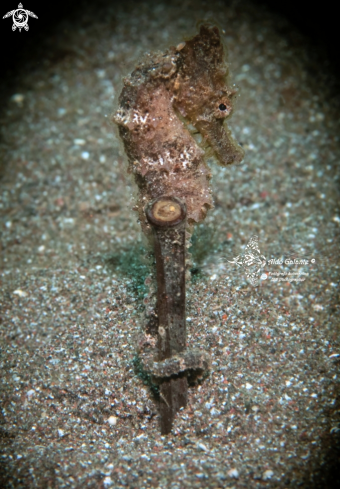 A Sea Horse Juvenil