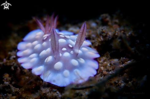 A Goniobranchus hintuanensis | NUDIBRANCH