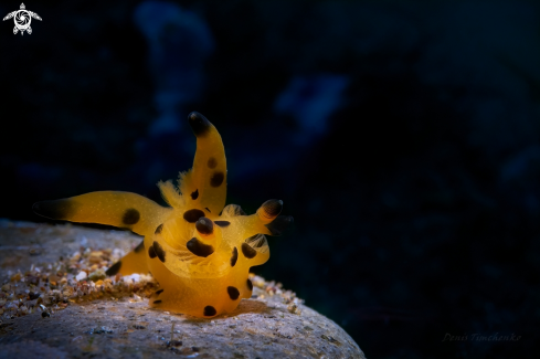 A NUDIBRANCH