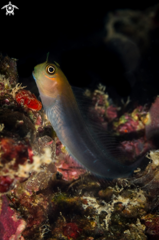 A Coral goby