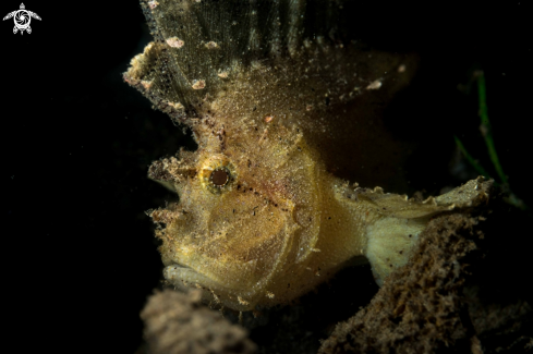 A Leaf Scorpionfish