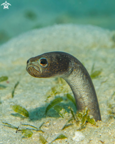 A Brown Gardeneel