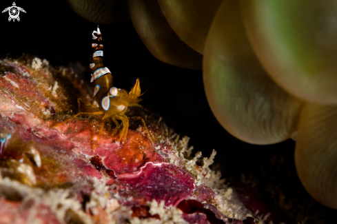 A Thor amoinensis | Squat shrimp