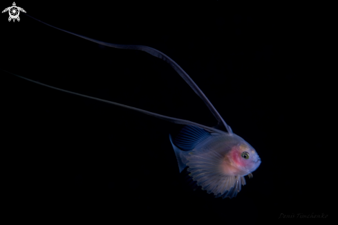 A Juvenile soapfish