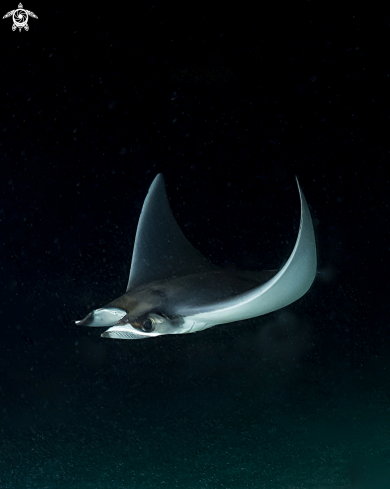 A Mobula Mukiana | Mobula