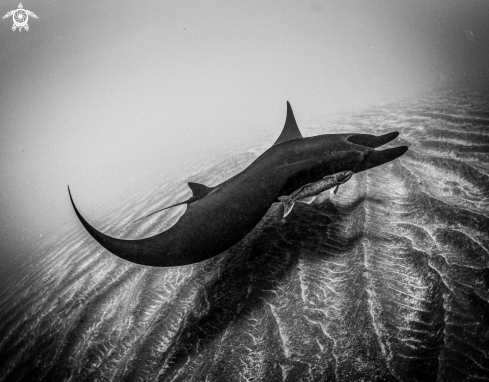 Melanistic Giant Pacific Manta