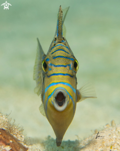 A Balistes vetula | Queen Triggerfish