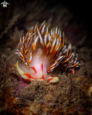 A Phidiana militaris nudibranch