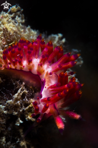 A Coryphellina rubrolineata nudibranch