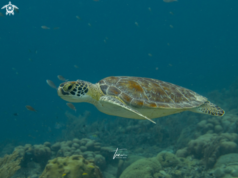 A Chelonia mydas | Green Seaturtle