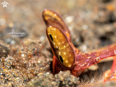 A Lysiosquilla lisa (Ahyong & Randall, 2001) | Lisa's Matis Shrimp