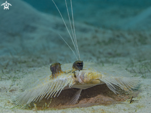 A Bothus lunatus | Peacock Flounder