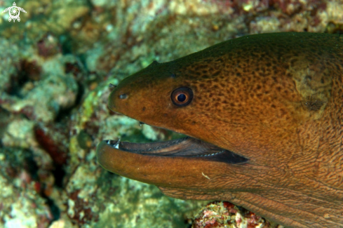 A Moray