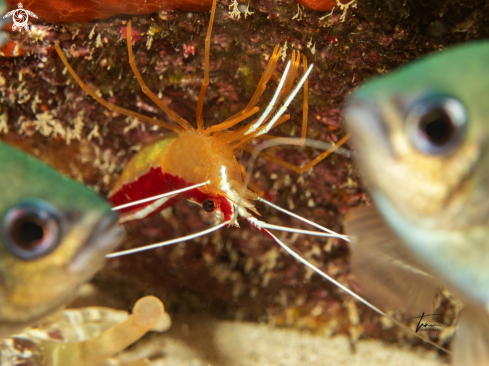 A Lysmata grabhami | Caribbean Cleanershrimp