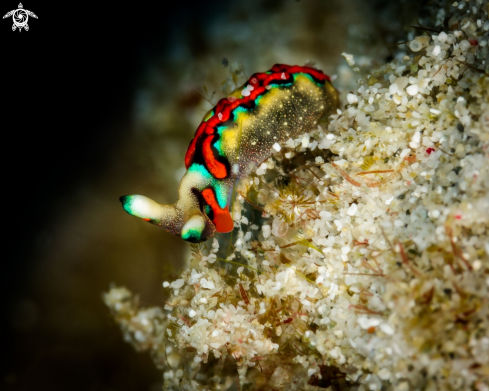 A Thuridilla multimarginata nudibranch