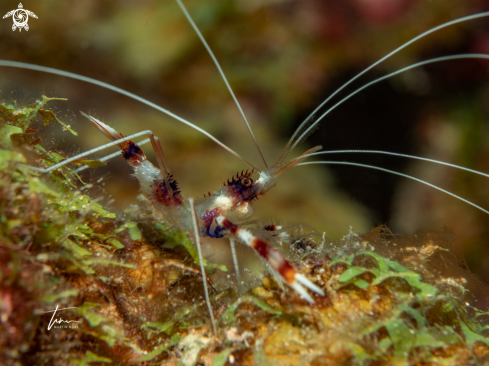 A Banded Coralshrimp