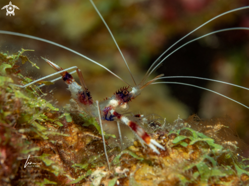 A Stenopus hispidus | Banded Coralshrimp