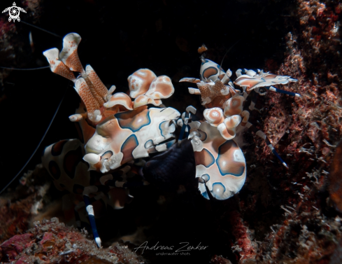 A Harlequin shrimp