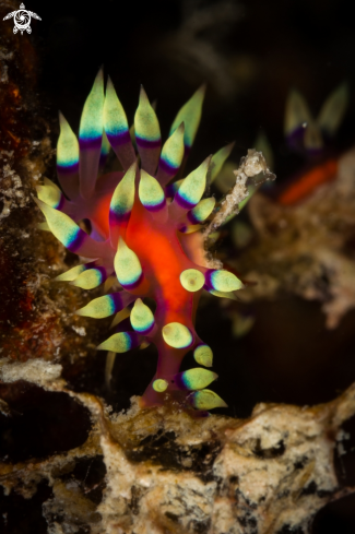 A Coryphellina exoptata nudibranch | Coryphellina exoptata nudibranch